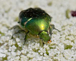 Rosenkäfer (Cetoniidae), Villnachern