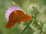 Kaisermantel (Argynnis paphia), Villigen