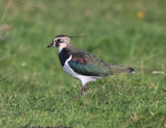 Kiebitz (Vanellus vanellus), Puise, Estland