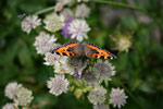 Kleiner Fuchs (Aglais urticae), Creux du Van