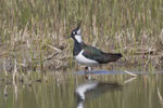 Kiebitz (Vanellus vanellus), Stille Reuss