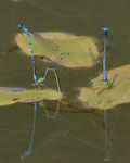 Hufeisen-Azurjungfer (Coenagrion puella), Villnachern