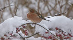 Dezember: Buchfink im verschneiten Garten in Villnachern