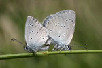 Zwerg-Bläuling (Cupido minimus), Thalheim