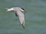 Flussseeschwalbe (Sterna hirundo), St. Ninian Island, Shetland GB