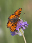 Roter Scheckenfalter (Melitaea didyma), Thalheim AG