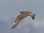 Spatelraubmöwe (Stercorarius pomarimus), Oberkirch am Sempachersee