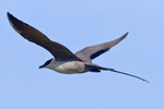 Falkenraubmöwe (Stercorarius longicaudus), Varanger, Norwegen