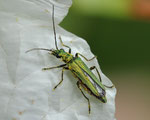 Grüner Scheinbockkäfer (Oedemera nobilis), Villnachern (Garten)