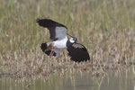 Kiebitz (Vanellus vanellus), Stille Reuss