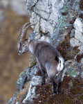 Alpensteinbock (Capra ibex), Niederhorn (Beatenberg)