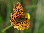 Magerrasen-Permuttfalter (Boloria dia), Villnachern