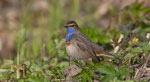 März: Blaukehlchen, Stille Reuss bei Rottenschwil