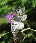 Apollofalter (Parnassius apollo), Boltigen