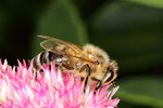 Biene auf der Fetthenne