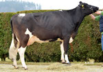 Pelard Mergolin WINASTAR GP84/2