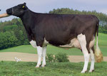 Frydom James WINCHESTER VG89/3 GM 1*