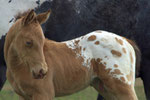 "CA Heart on Ice", amber champgne Appaloosa, Hengst, Mutter "CA Somersault Starlet" Züchter/Besitzer Carola hill, Double-H- Appaloosa