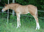 "Icestorms Red Witch", sorrel, Stute, Mutter "Stormy Flash Jac", Züchter/Besitzer Bianca Schneidereit