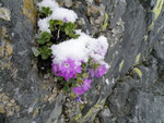 Primula sotto la neve