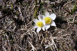 Pulsatilla vernalis (Pulsatilla primaverile)