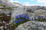 Genziana a foglie brevi