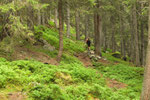 Färnigenwald