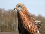 Aufmerksam