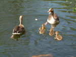 Alle Gänse am Josefsteich in Eversberg