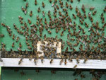 Honigbienenschwärmen