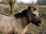 Wildpferd ganz nahe