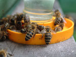 Fütterung Honigbienen