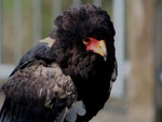 Gaukler