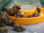 Fütterung Honigbienen