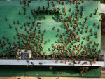 Honigbienenschwärmen