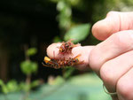 Hornissen schlecken Honig vom Finger