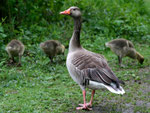Aufpasser