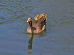 Mama mit Küken