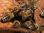Honigbienen