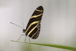 Zebrafalter Heliconius-charitonius Südamerika