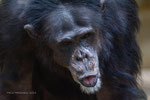Charly Schimpanse Zoo Krefeld