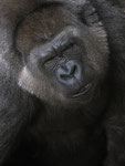 *Oya* Gorillafrau   Zoo Krefeld