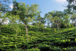Tee-Plantage bei den Garos