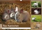 Niedliche Tieraufnahmen der Kaninchenrasse Rex begeistern nicht nur Kinderherzen!