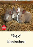 Niedliche Tieraufnahmen der Kaninchenrasse "Rex" begeistern nicht nur Kinderherzen! - Terminplaner