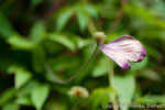 Waldrebe (Clematis)