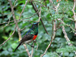 2018 - Zuid-Afrika - Kolibri
