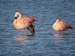 2020 - Berkel en rodenrijs - Flamingo