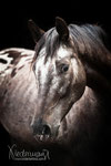 Appaloosa