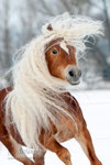 Haflinger